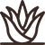 Aloe Vera (Organic)